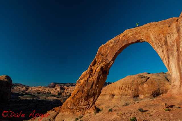 apgar_desert_2013.jpg