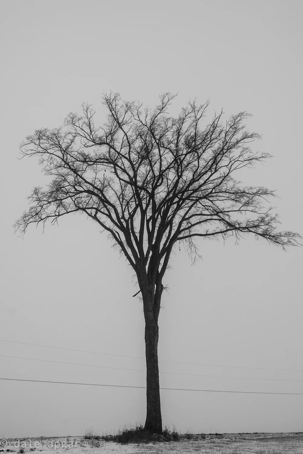  The elm perseveres 