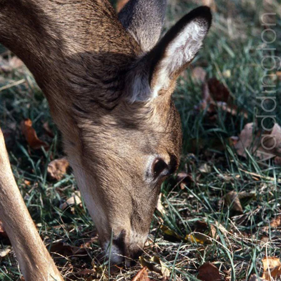 upland-hunting.jpg