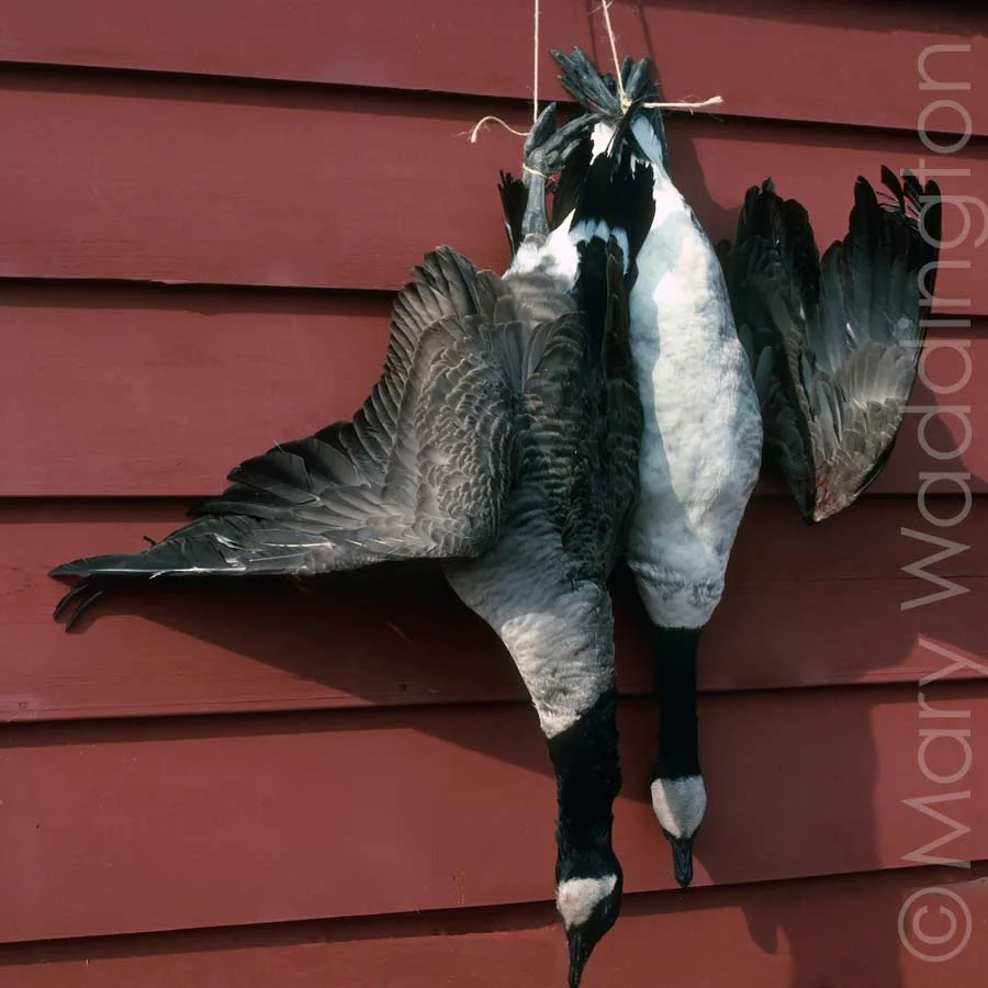 waterfowl-hunting.jpg
