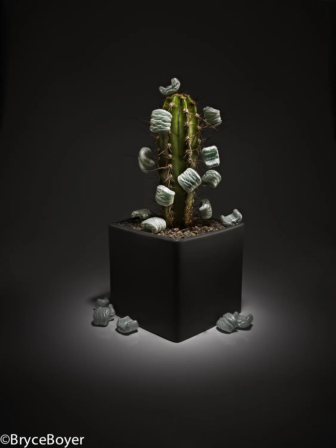 Cactus_Cactus_41830_LOW_RES.jpg