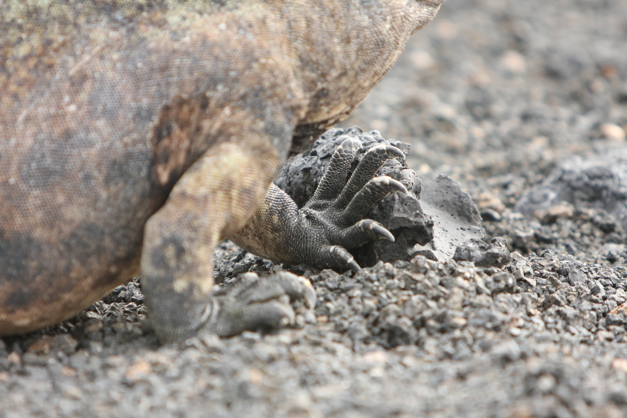 Galapagos - January 2010