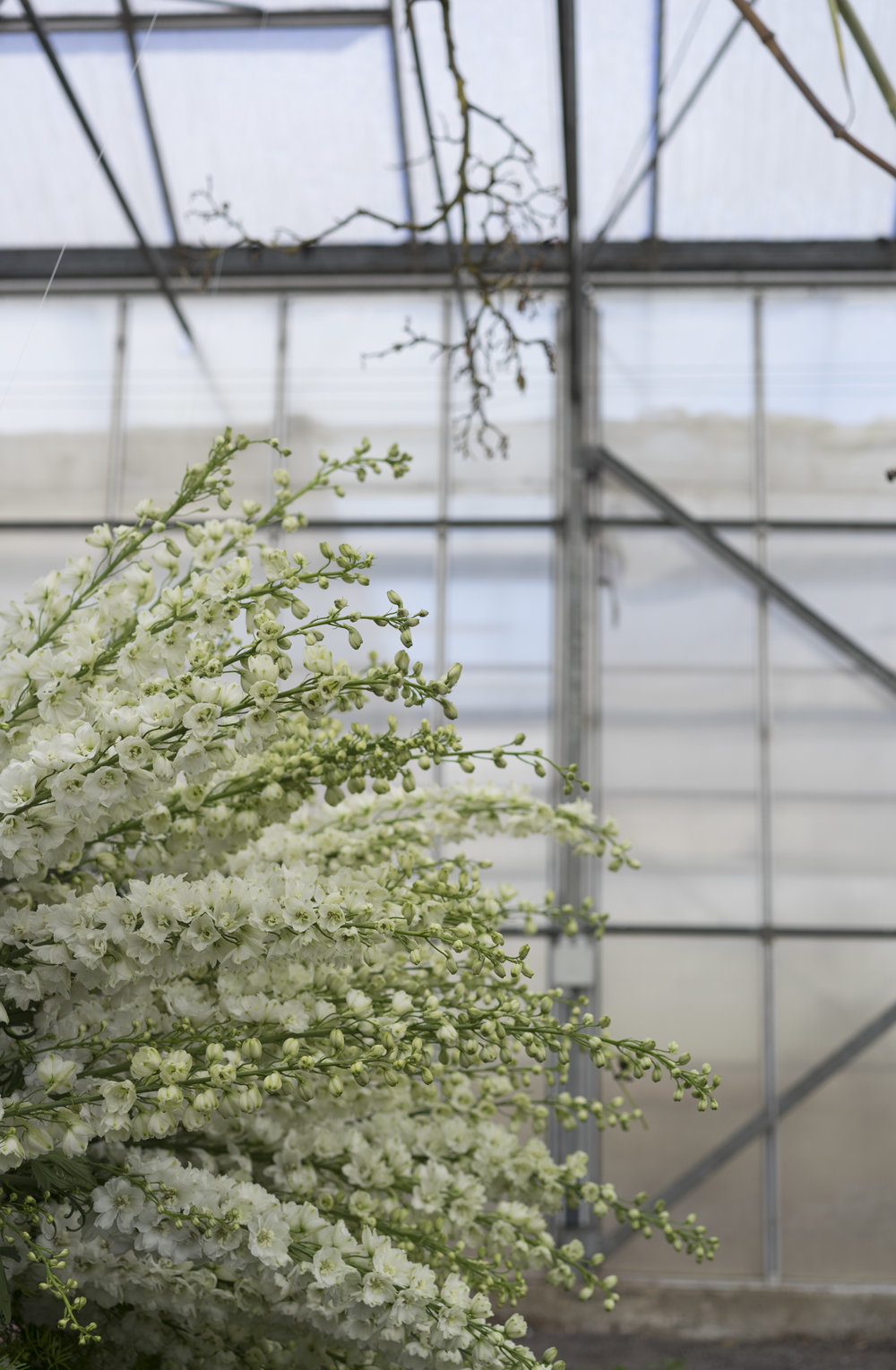 A.P Bloem bloemist kerkstraat amsterdam bloemen bloemen bloemist bloemen boeket boeket arrangement kas vogue fotoshoot fotoshoot pioen pioen pioenrozen koninklijk huwelijk the royal wedding issue delphinium