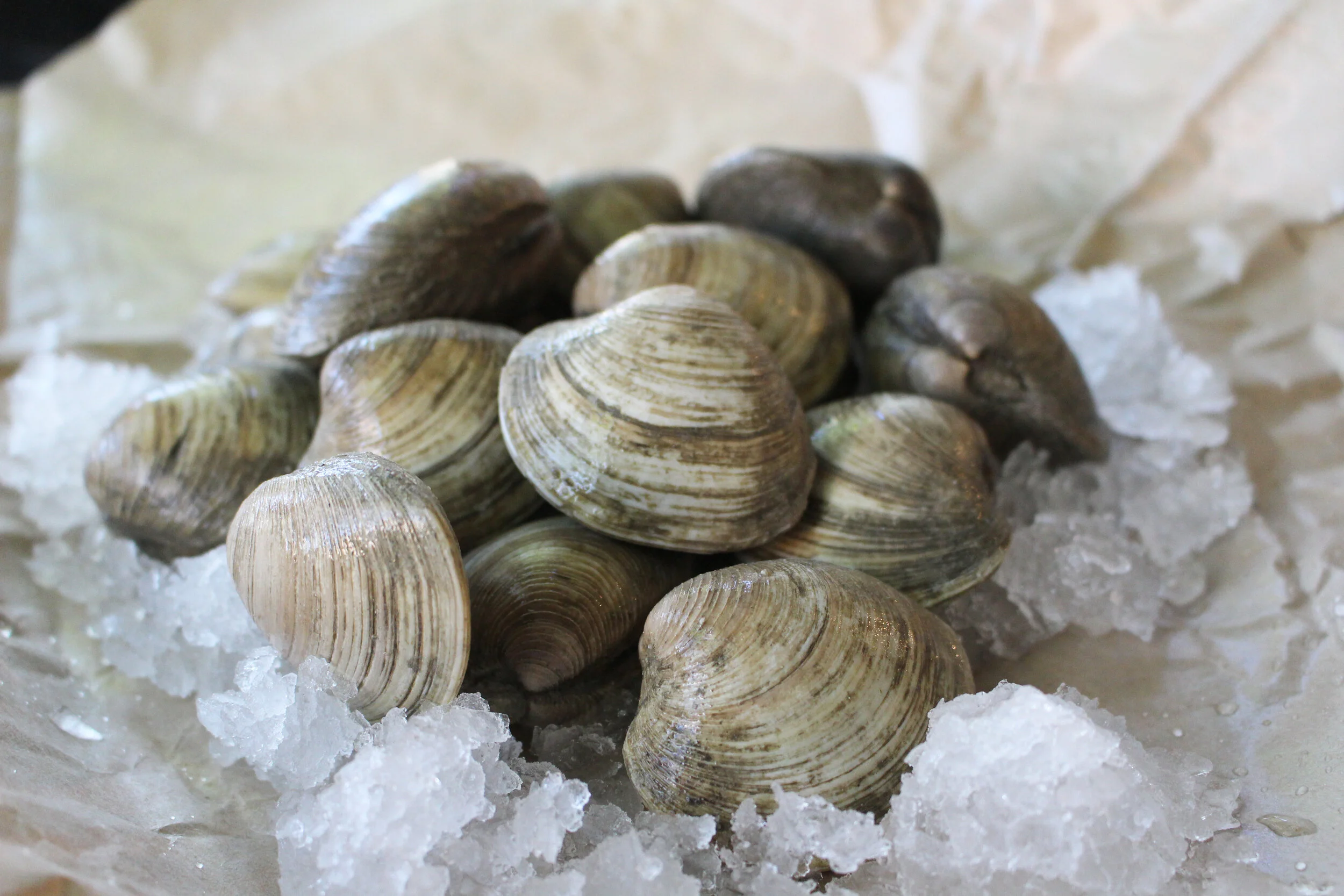 Clams in White Bean Sauce — Hannah ComstockGay