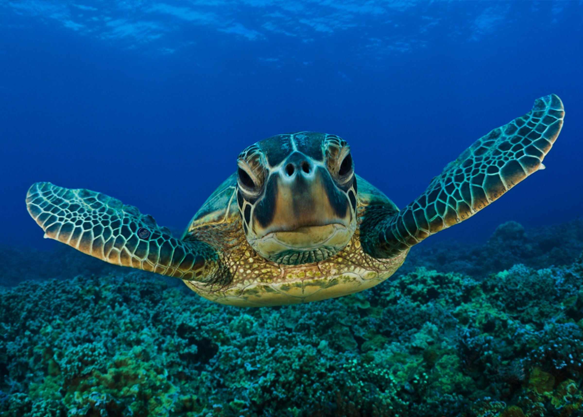 seaTurtle.png