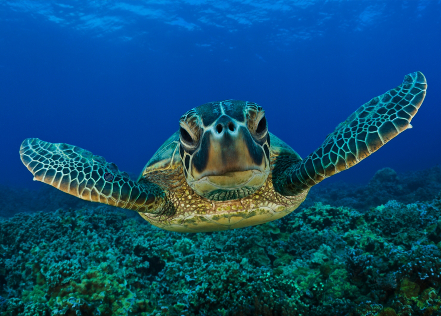 seaTurtle.png