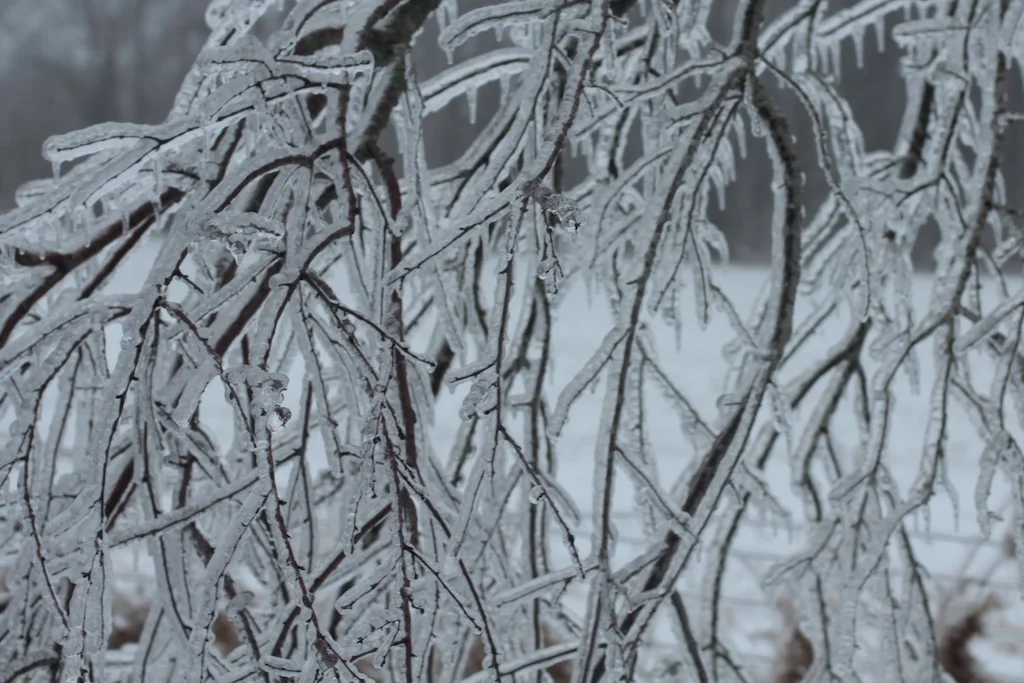 Ice08.jpg