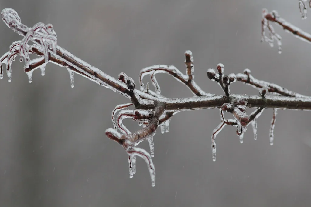 Ice14.jpg