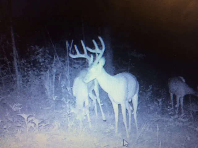 Trail cam 2016c.JPG