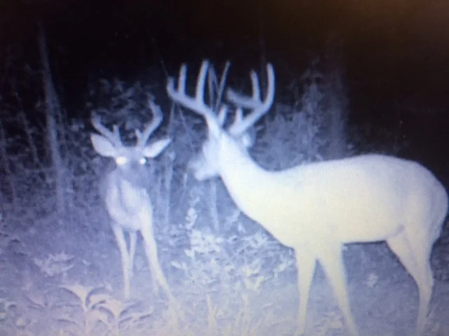 Trail cam 2016d.JPG