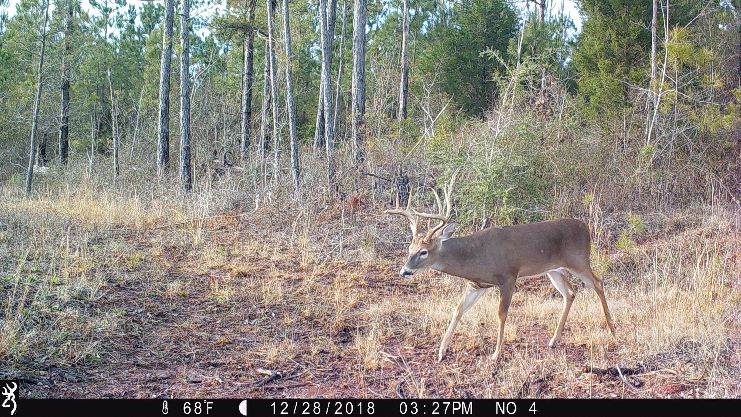 Jimmy Herring’s trail cam got this 8-pointer 5 minutes before Ray Wyatt harvested it!