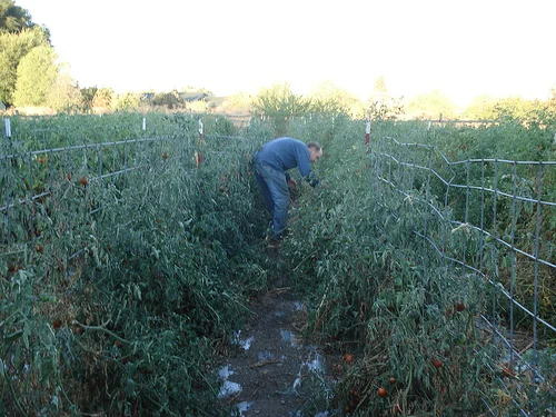Dan Jackson, harvesting his famous heirloom tomatoes.