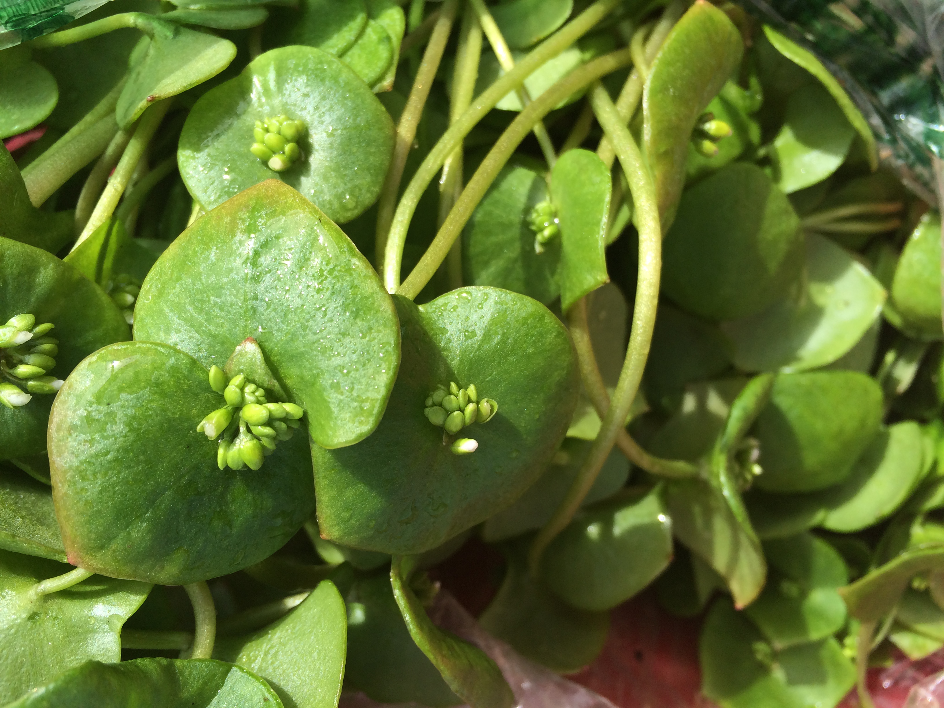 Board member Kamori of Ancient Traditions brought this beauty in. This claytonia tastes exactly like spring.