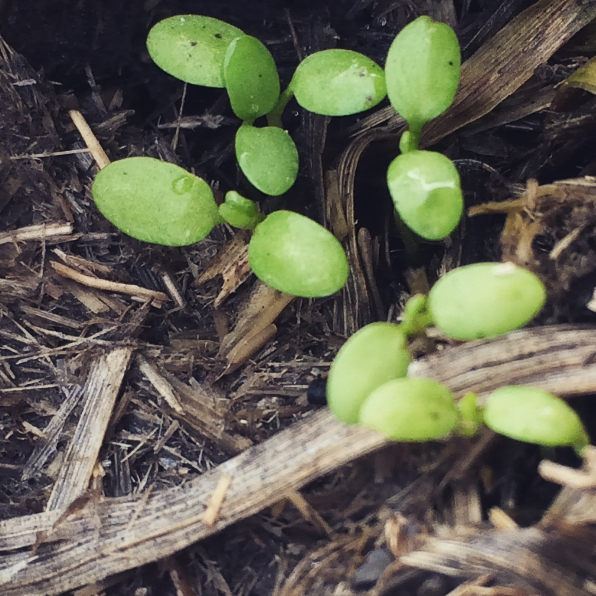 Check out these sweet cotyledons!