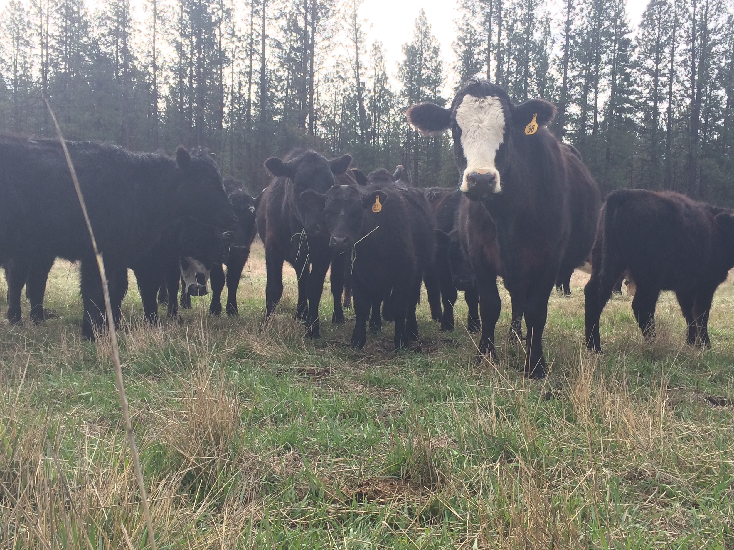 "The grass is green! And it's even greener on the other side of the fence, which means we will constantly be attempting to escape for the next six weeks! Live in constant frustration and despair, Beth!" --Cows of the Lazy R Ranch