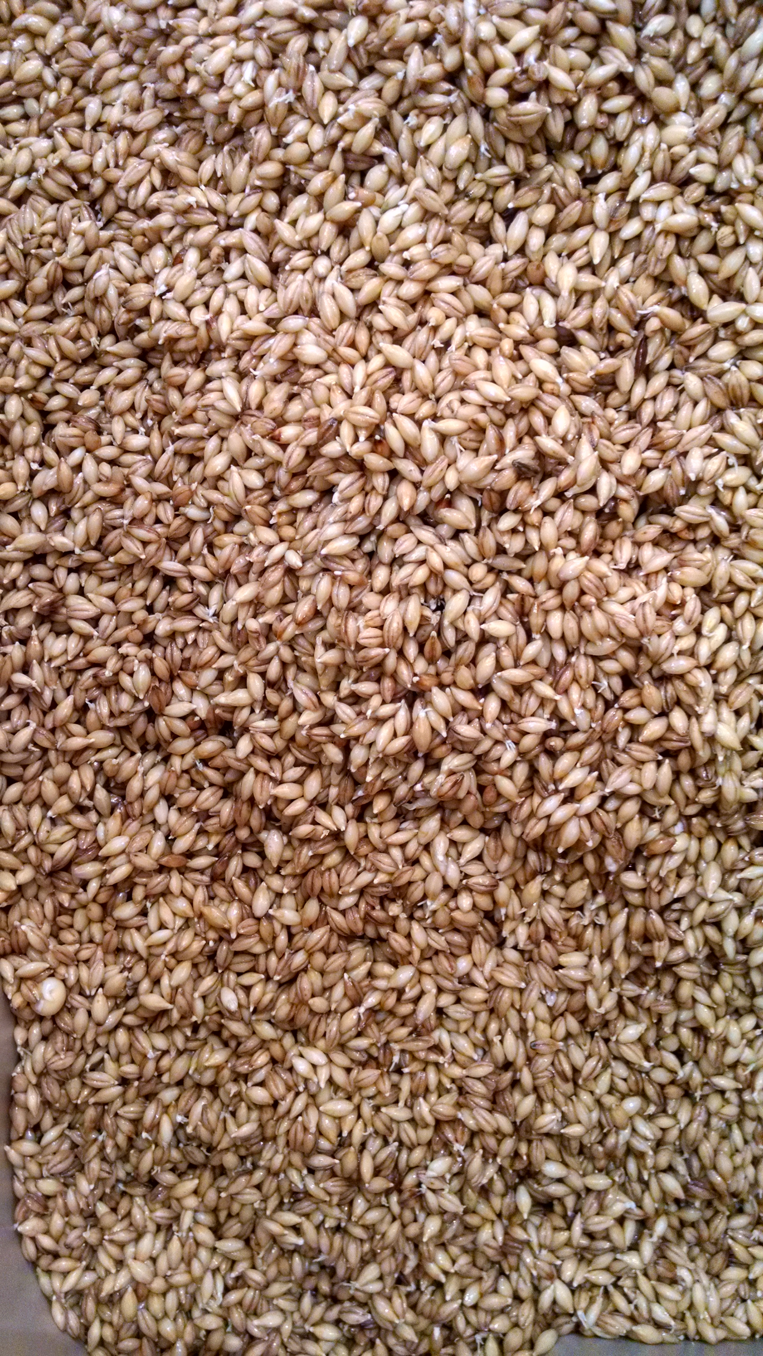 chitted grain from steep.jpg