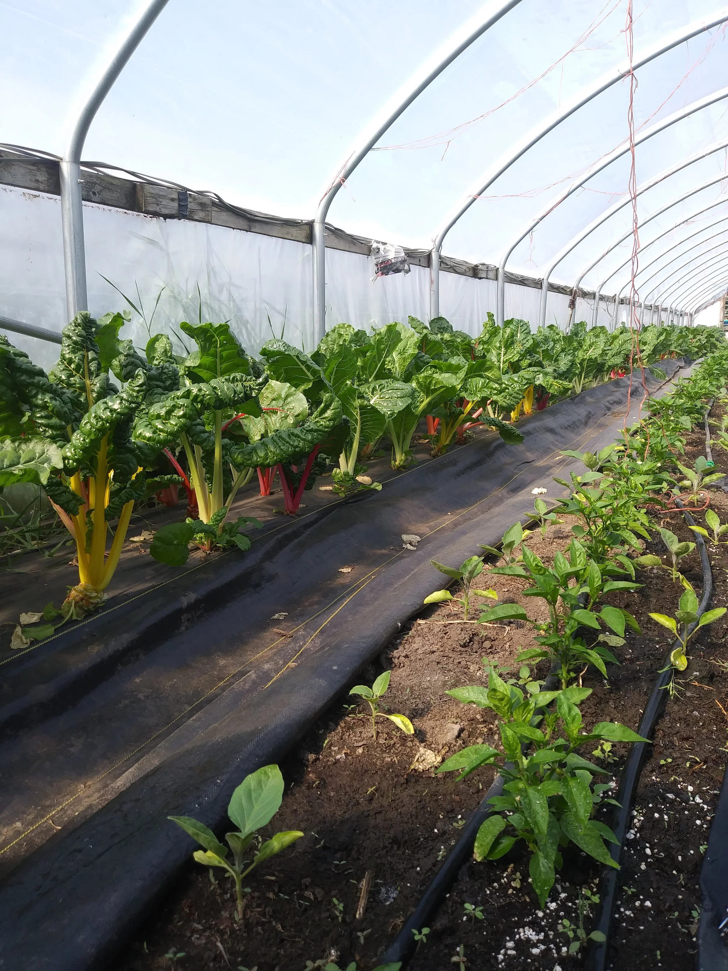 Rainbow chard and peppers growing in a hoop house.