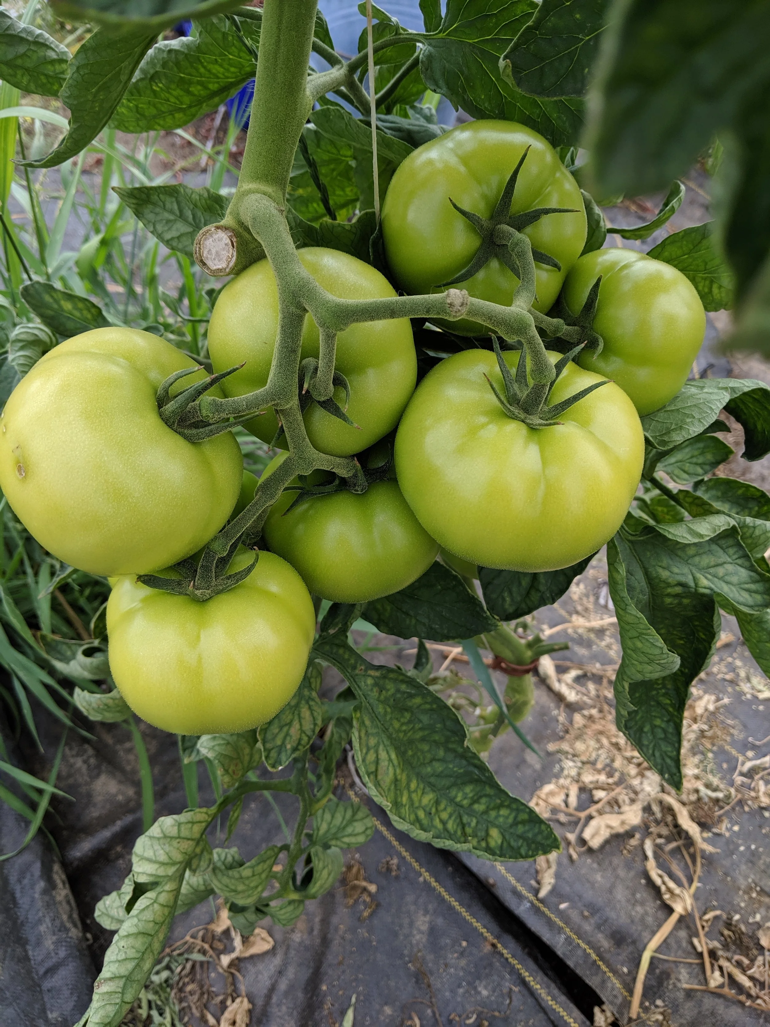 Lookin good! Soon to be juicy, red tomatoes.