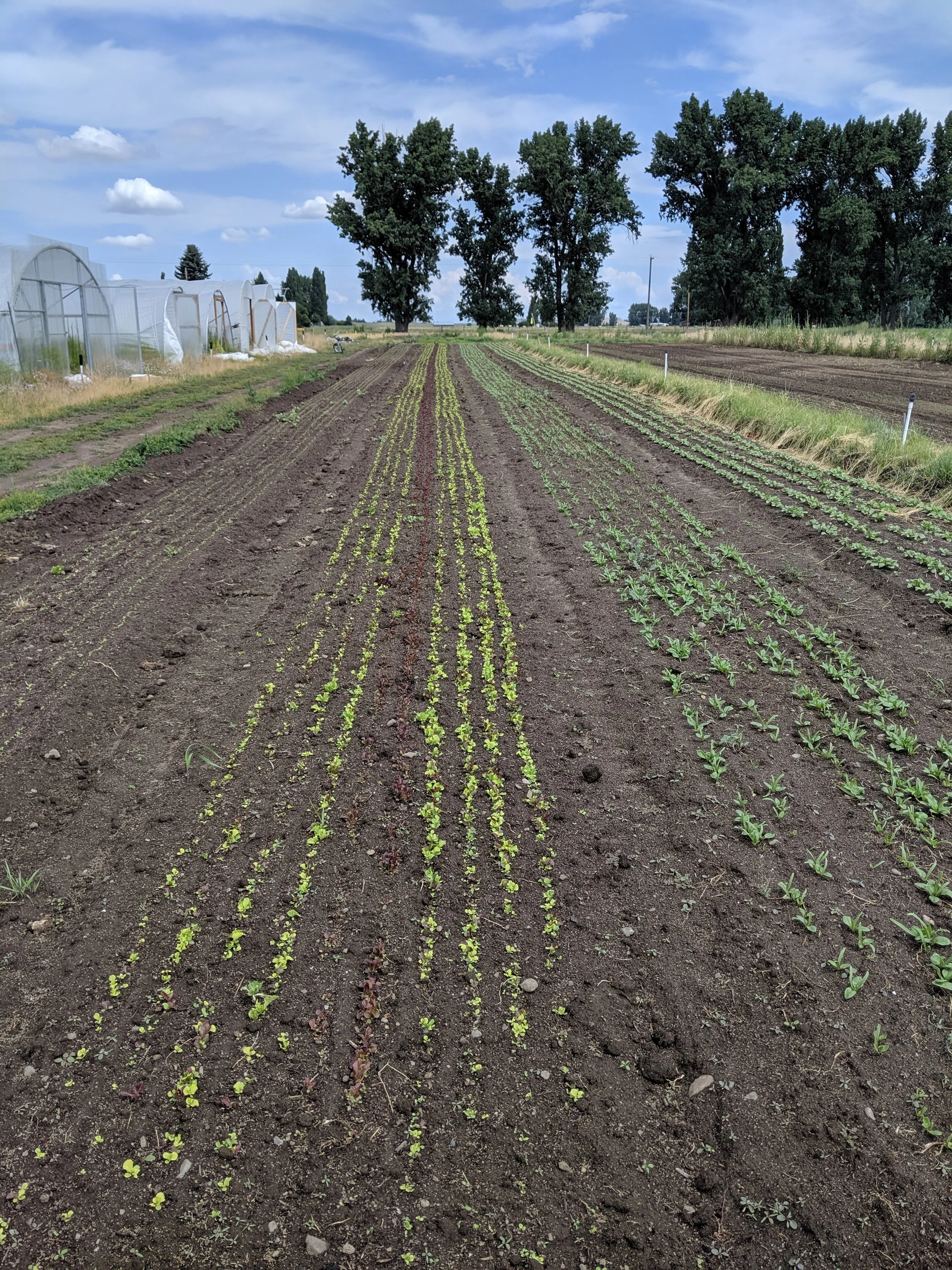 Rows of spinach and lettuce. A few of the kids take on their own bed to plant, weed, harvest, and sell!