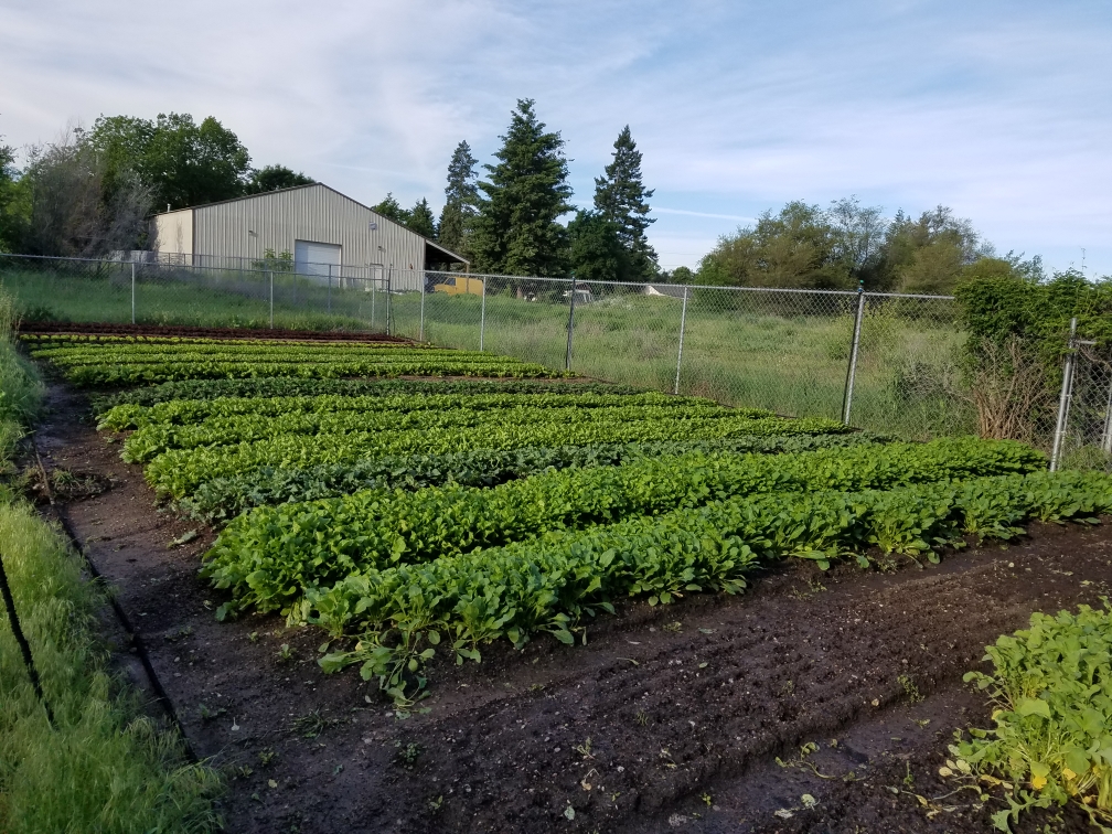 Courage to Grow is a multi-site farm, located in the Hillyard Neighborhood, Spokane Valley, and West Plains. This plot is located in Spokane Valley.