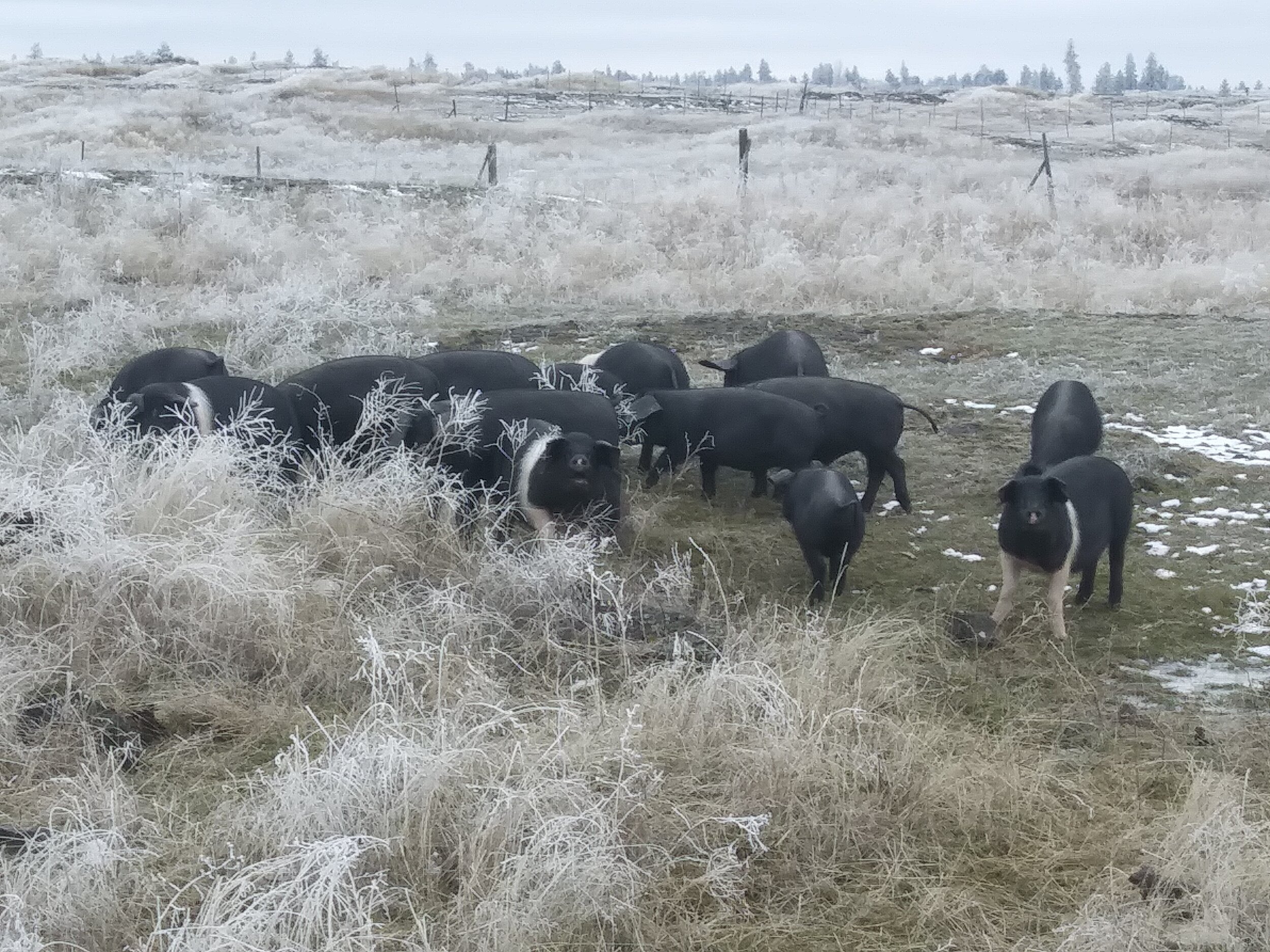 SCABLAND FARM - DAVENPORT, WA