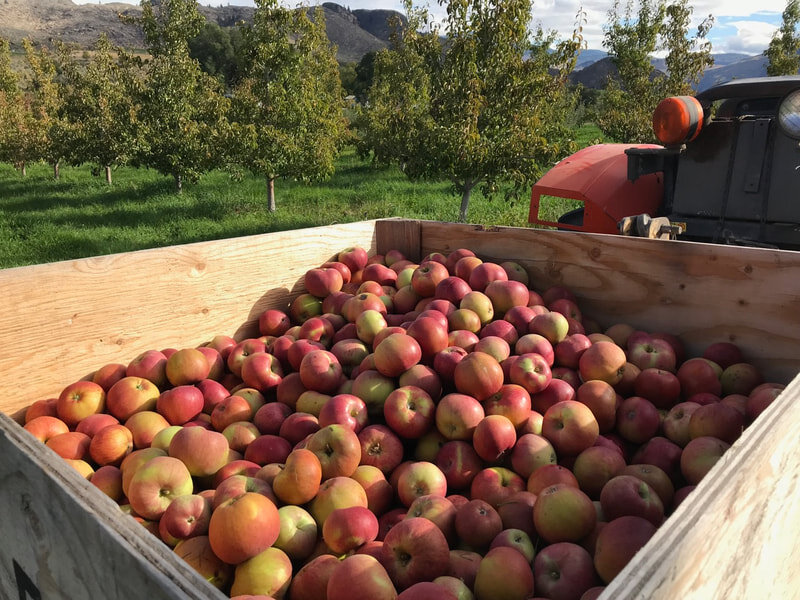 WHITESTONE MOUNTAIN ORCHARD - TONASKET, WA