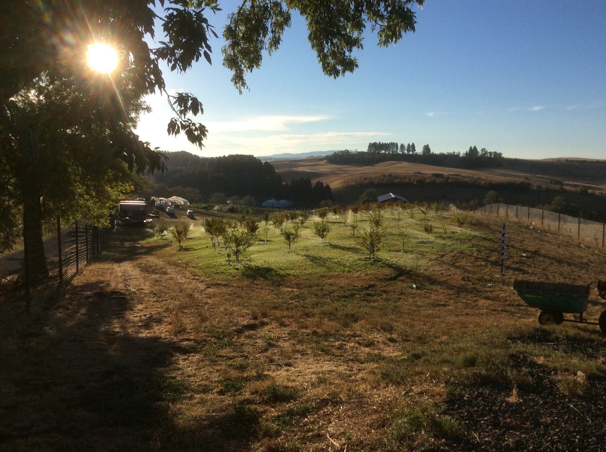 WSU ORGANIC FARM - PULLMAN, WA