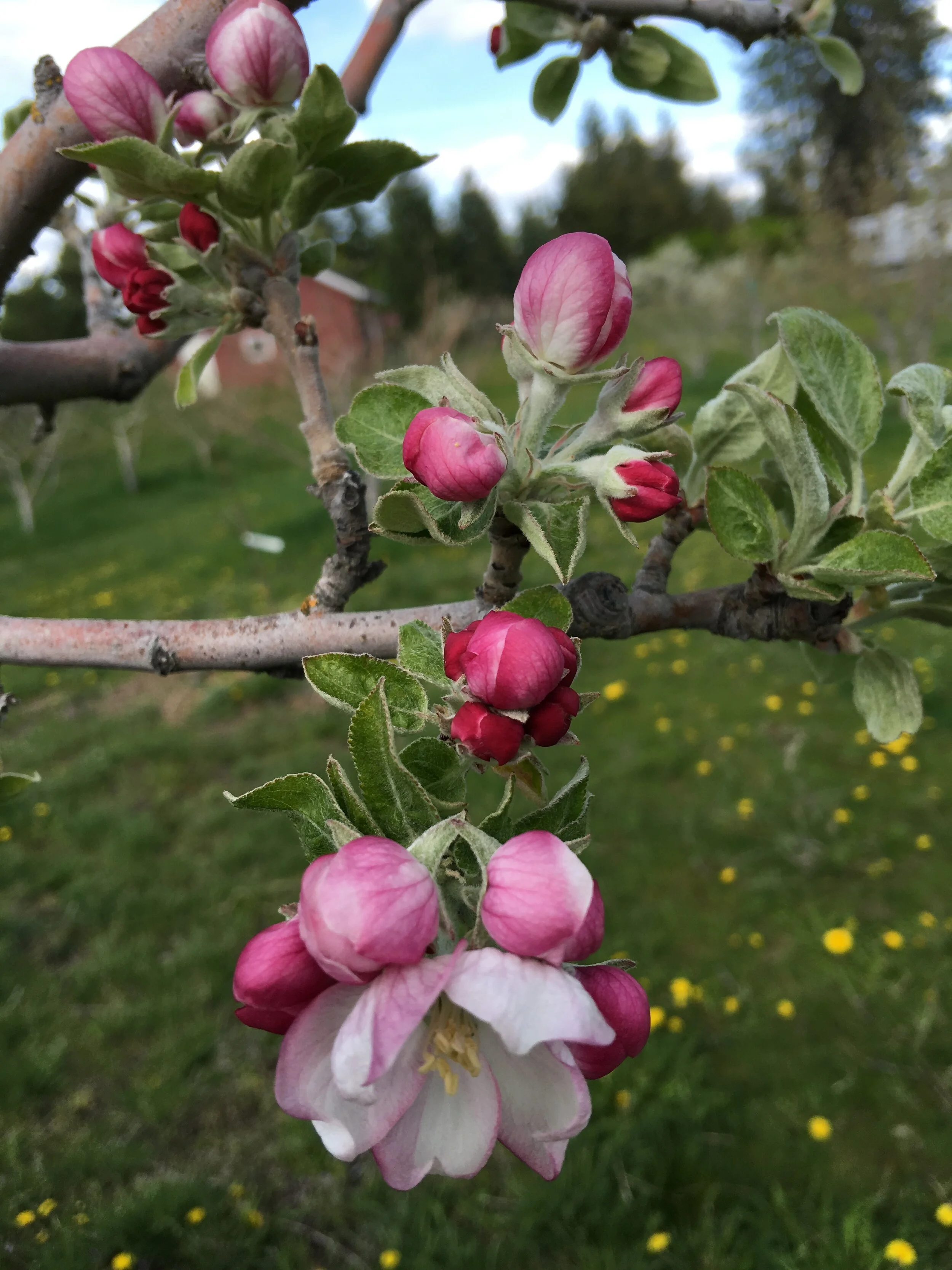 IN CIDER TRADING FARM - SPOKANE, WA
