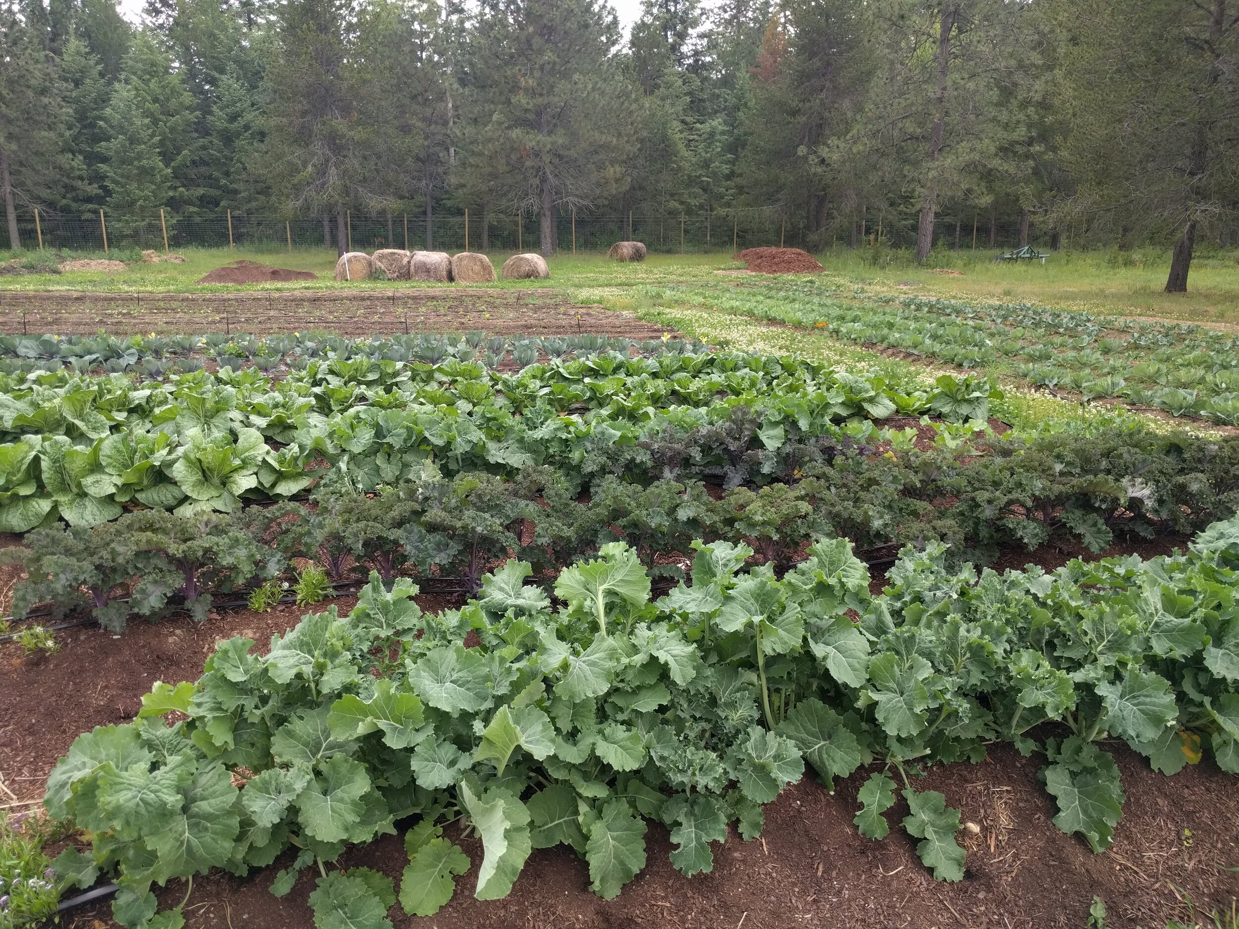 LONE MOUNTAIN FARMS - ATHOL, ID