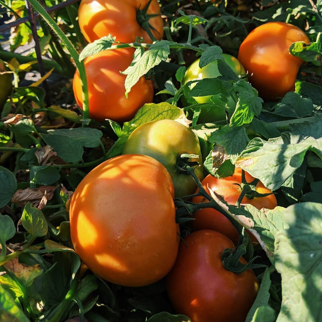 We're savoring the little things this week. Our LINC Box members said these fresh off the vine tomatoes from @jacksonfarmproduce were the most delicious they've ever tasted and we wholeheartedly agree. Order on the LINC Marketplace or sign up for eig