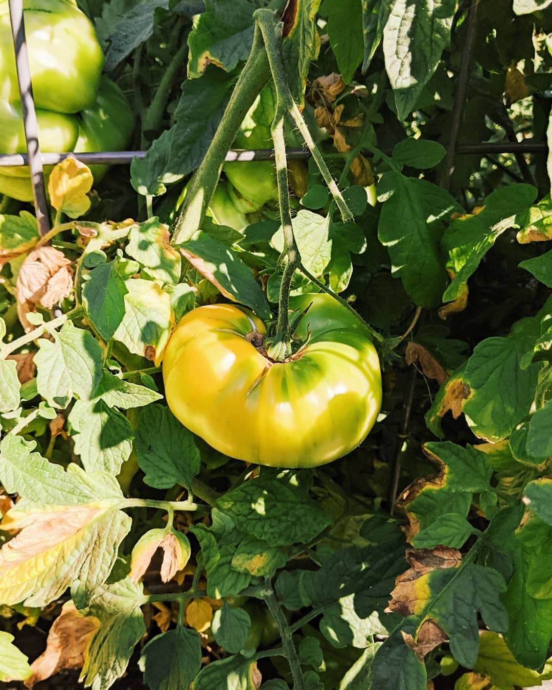 Heirloom tomatoes are here! Hoping for a late first frost to keep this going 🤞