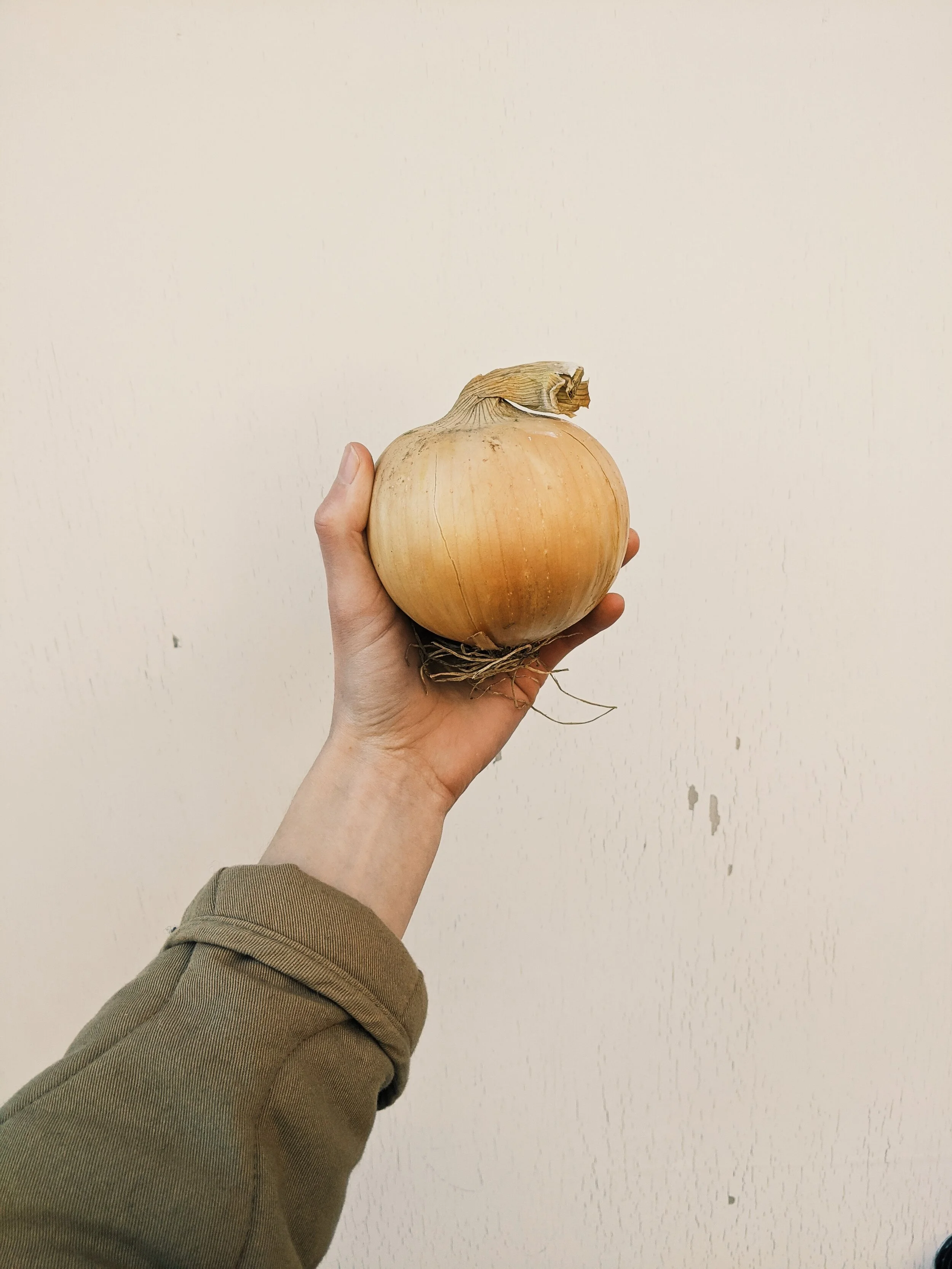 yellow onions