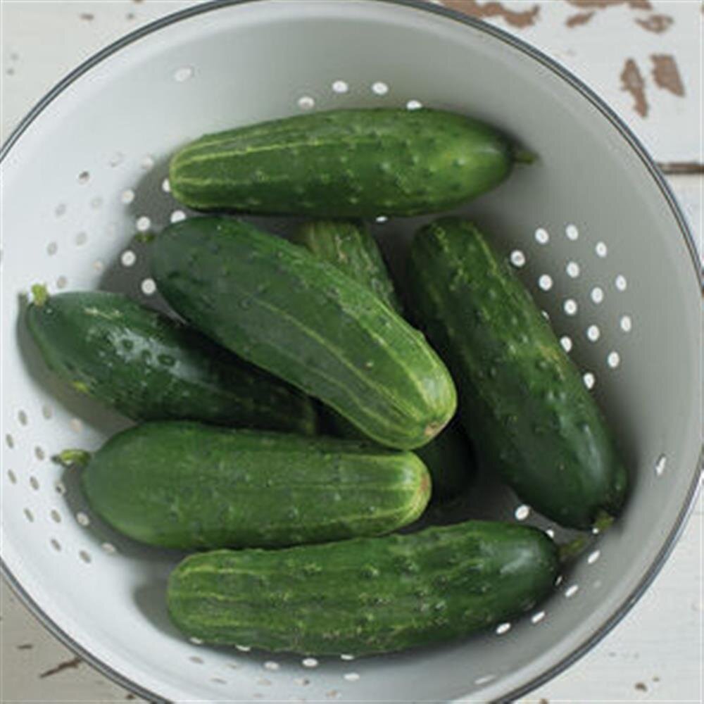 pickling cucumbers