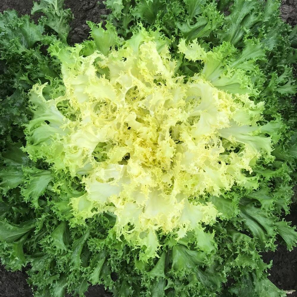 frisee endive