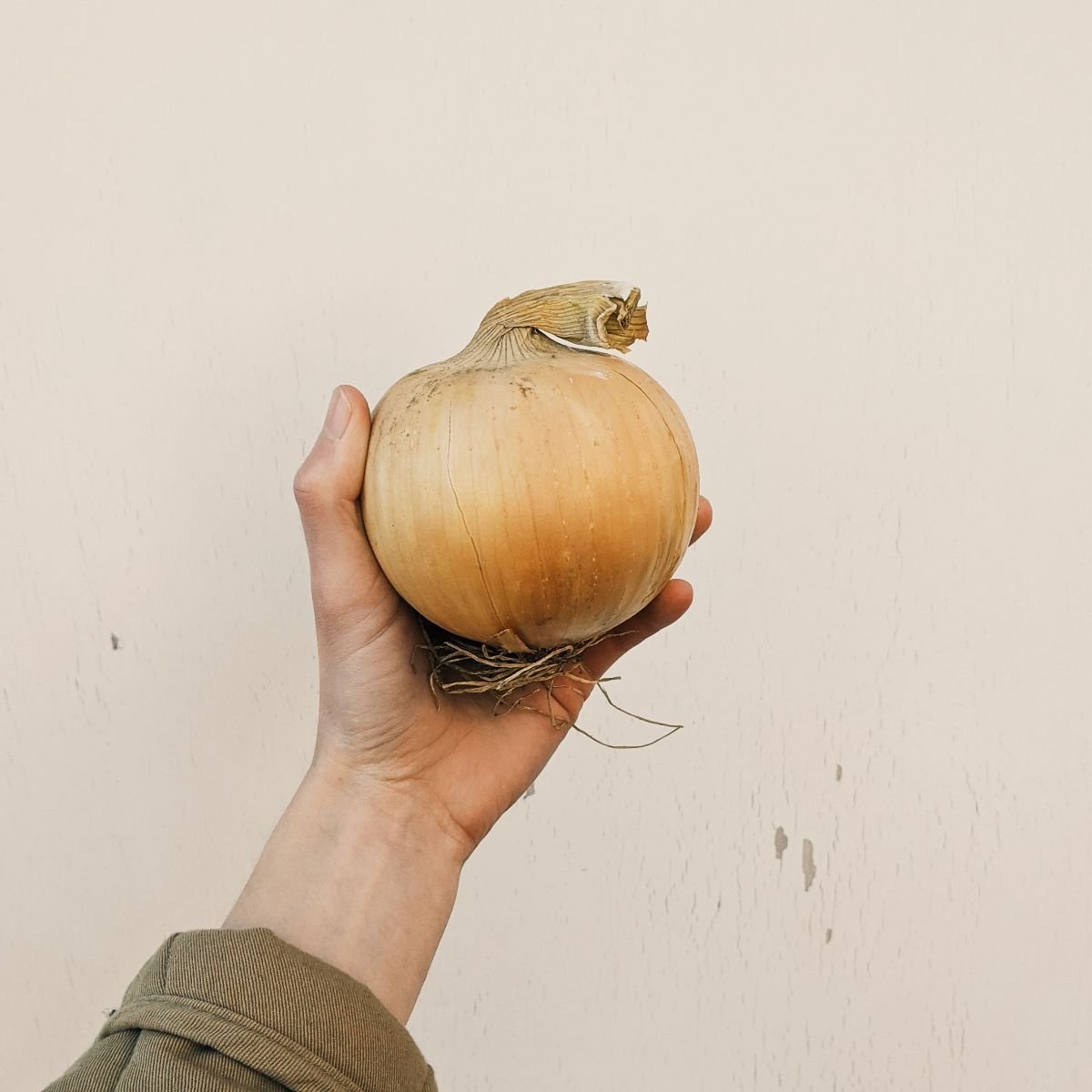 yellow onions