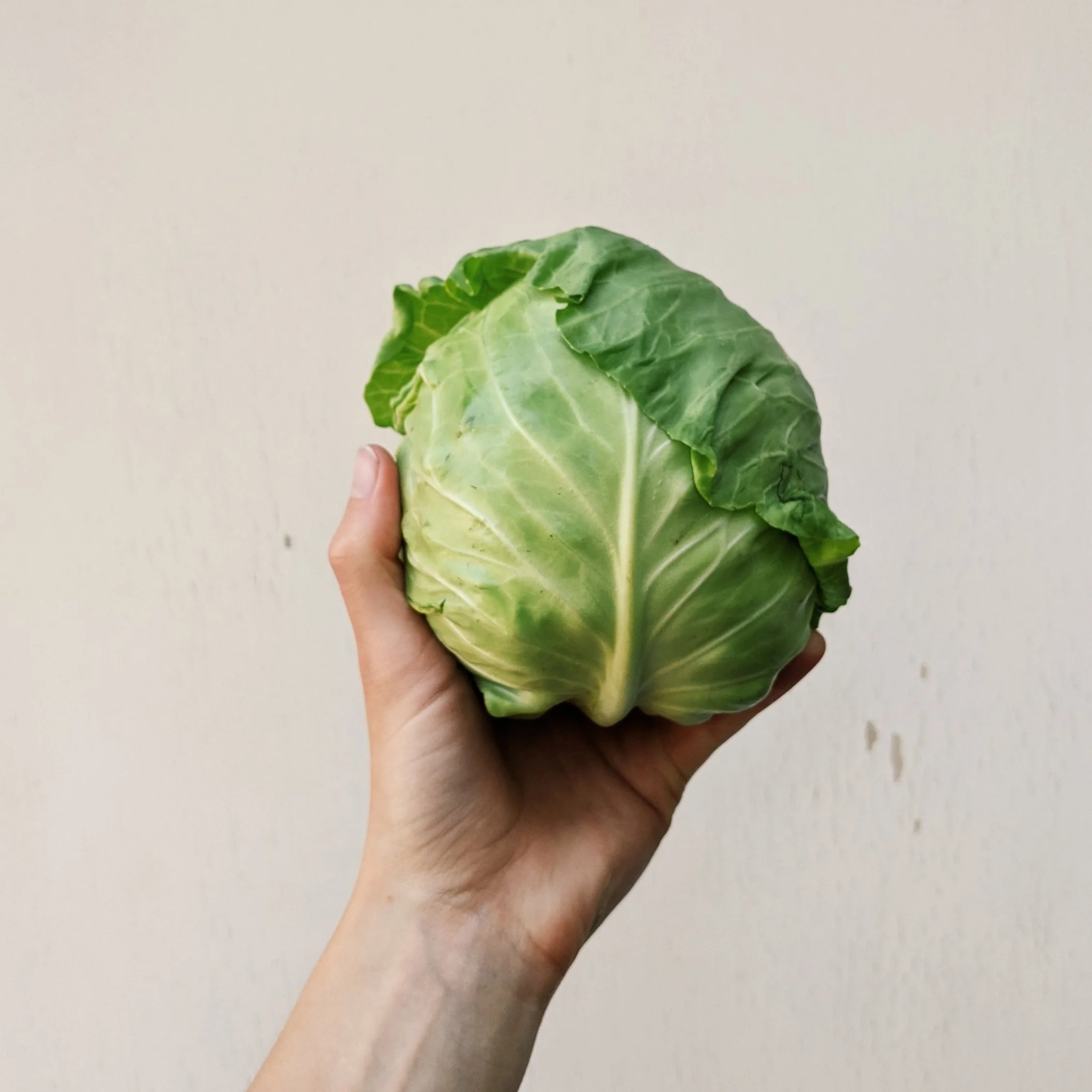 green cabbage