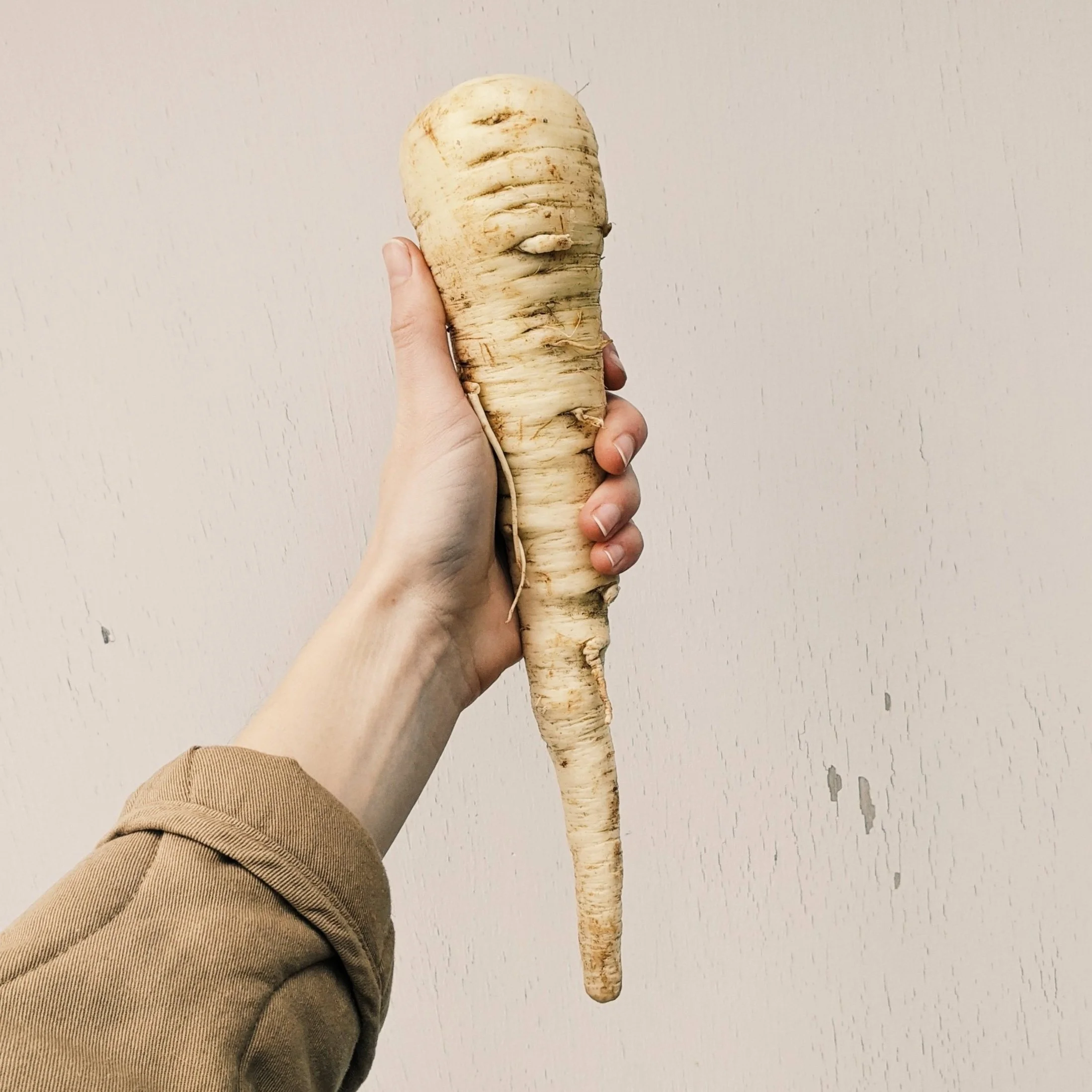 parsnips+2+-+full+bushel.jpg