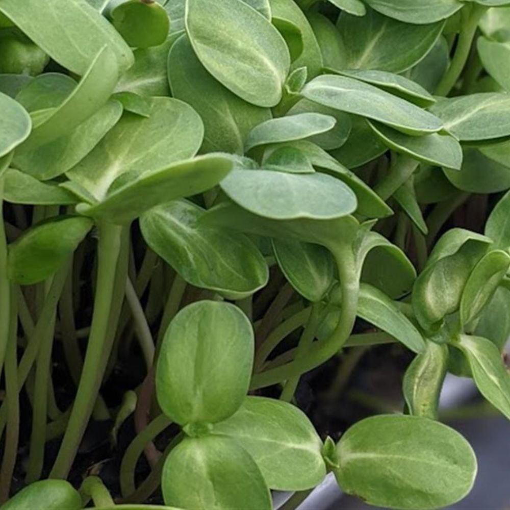 sunflower shoots