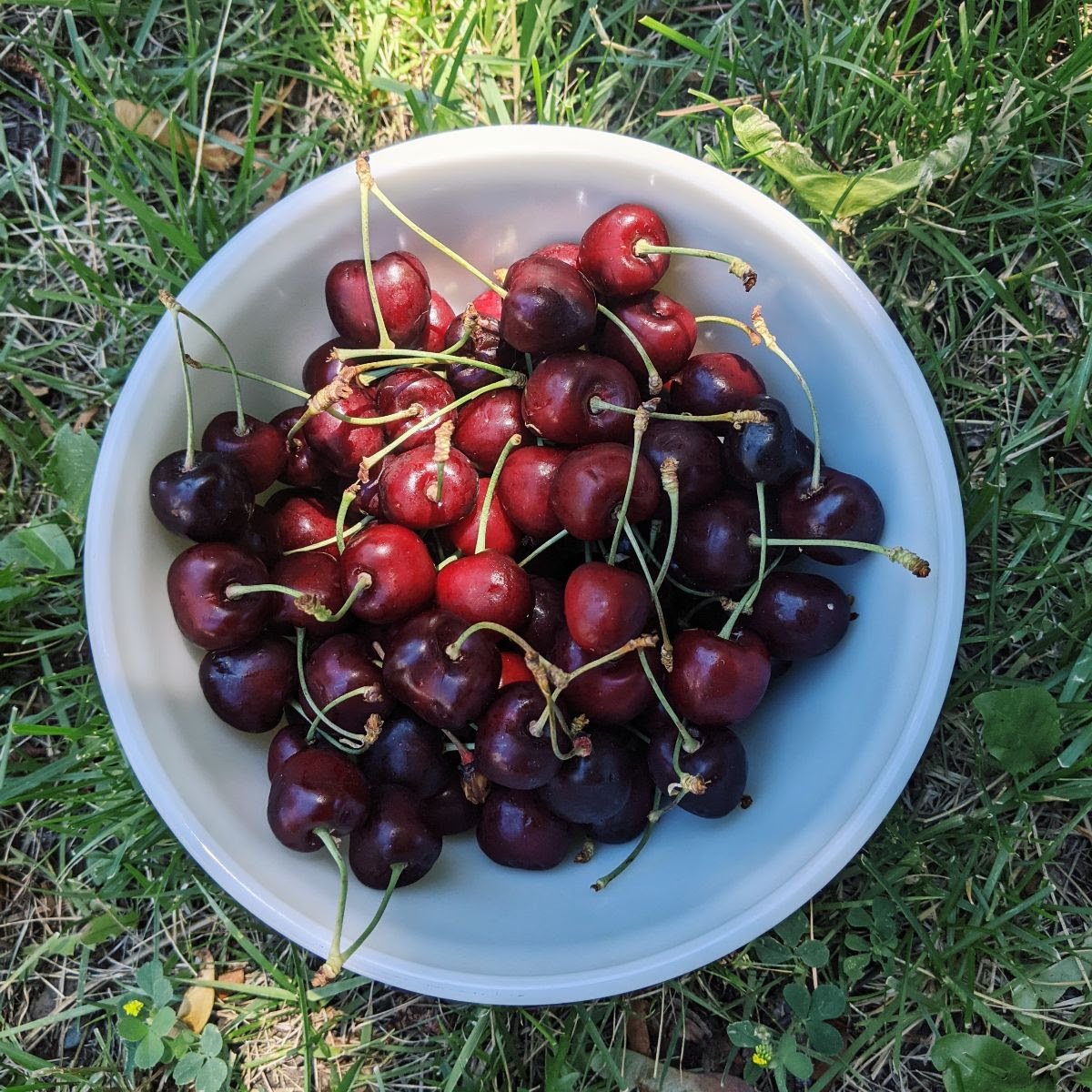 red teton cherries