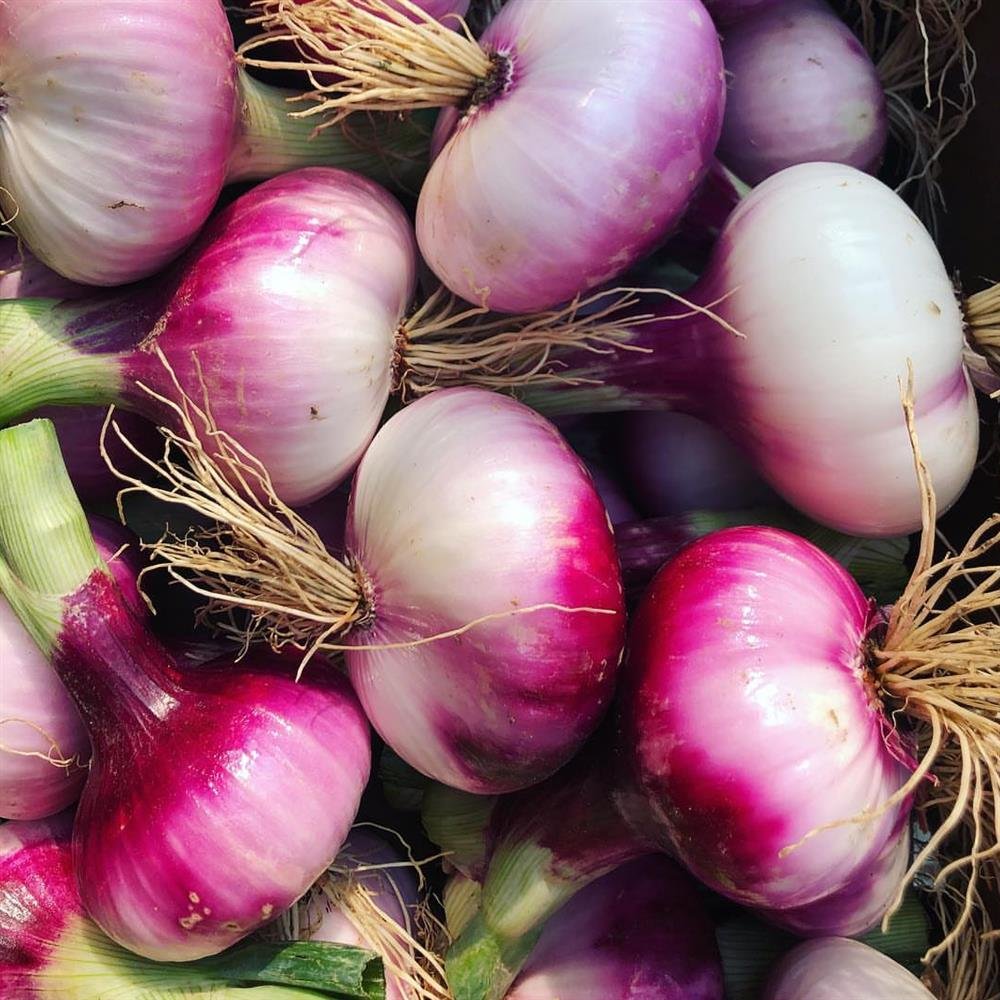 bunched red globe spring onions