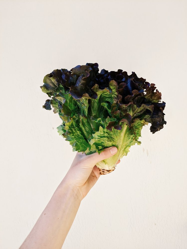 lettuce heads