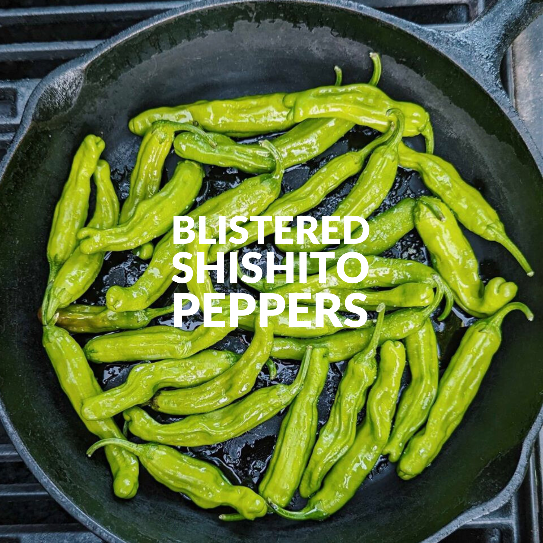 BLISTERED SHISHITO PEPPERS