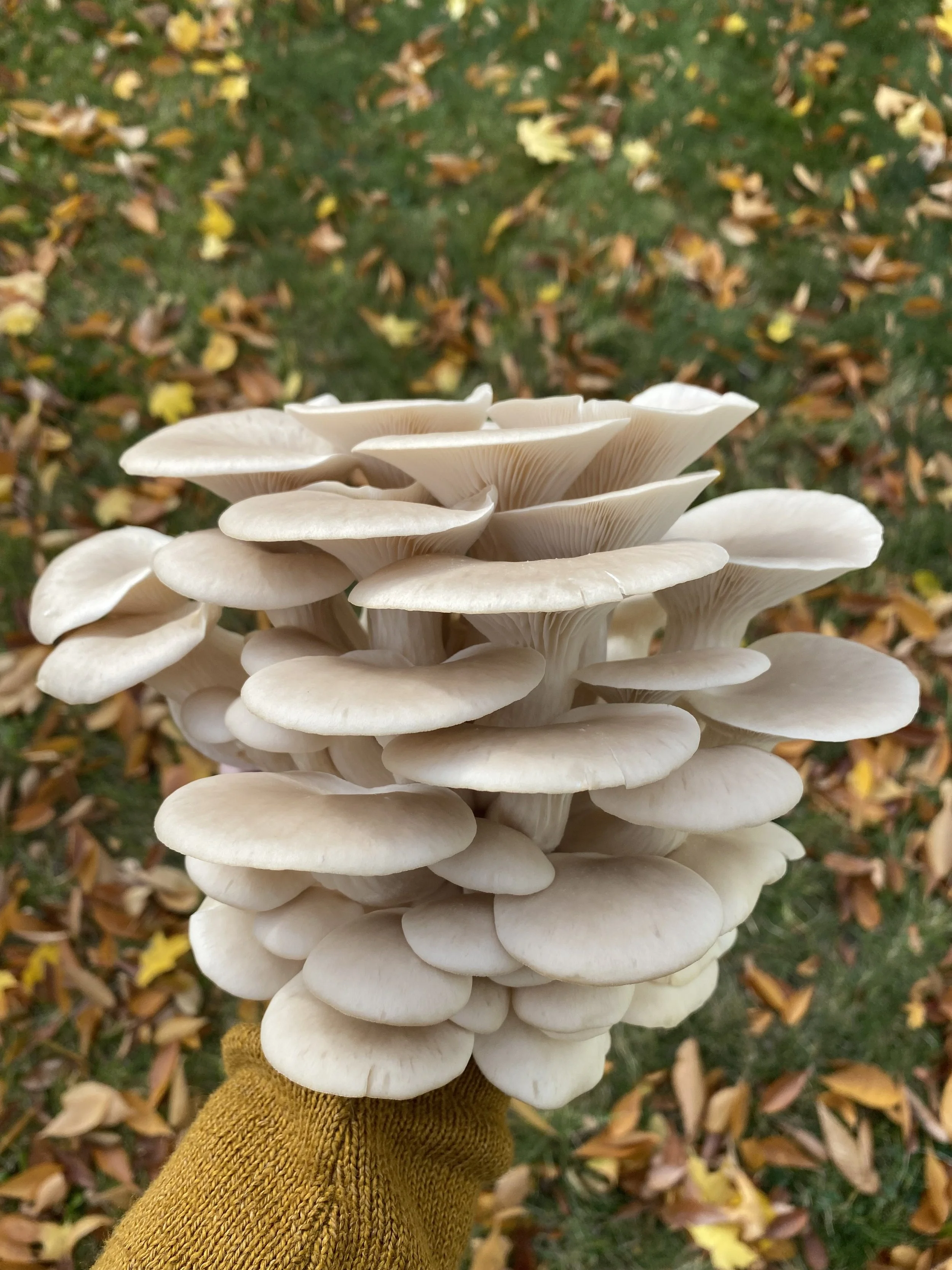 HAPPY MOUNTAIN MUSHROOMS - COLBERT, WA