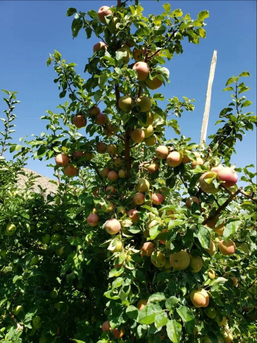ALLVIEW ORCHARDS - CHELAN, WA