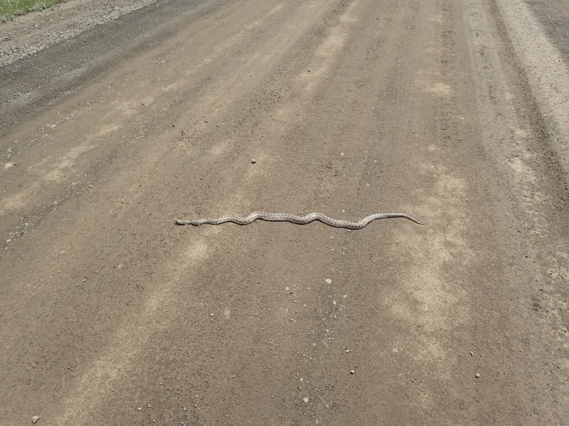 Rattlesnake in the Road