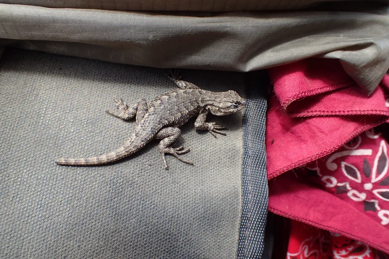 Hitchhiker 