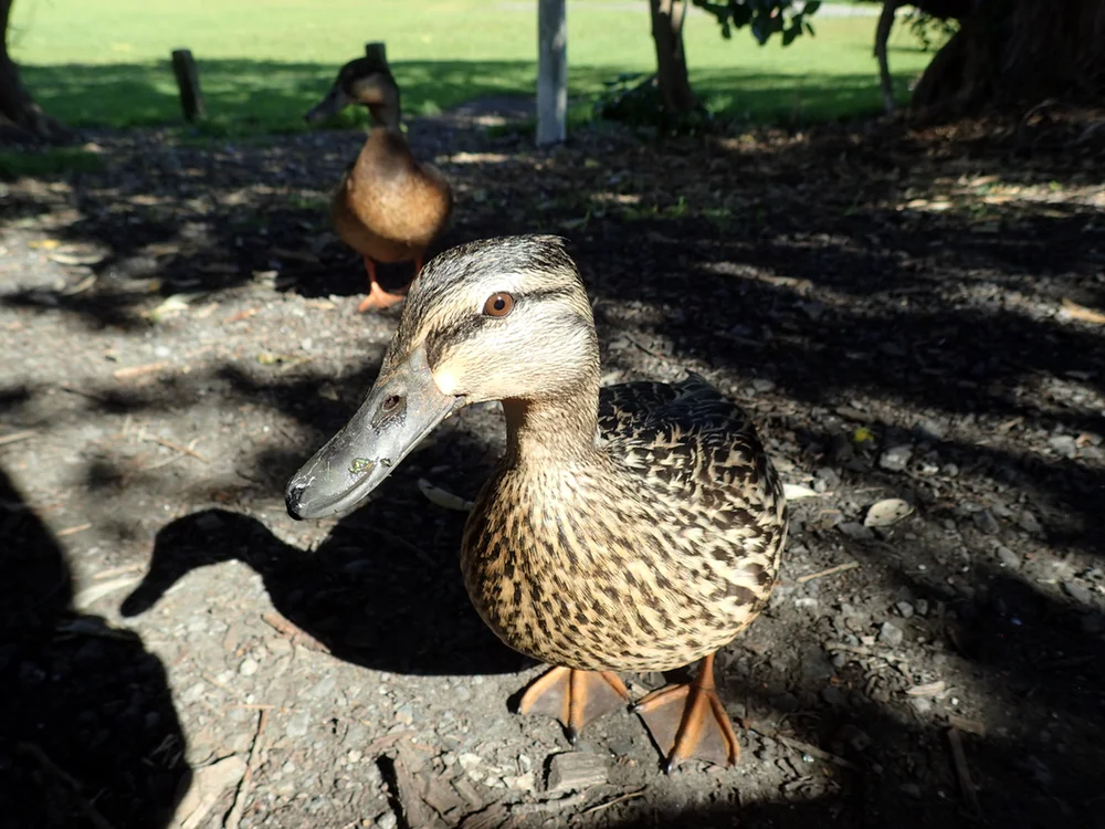 Tame Mallards at Piha