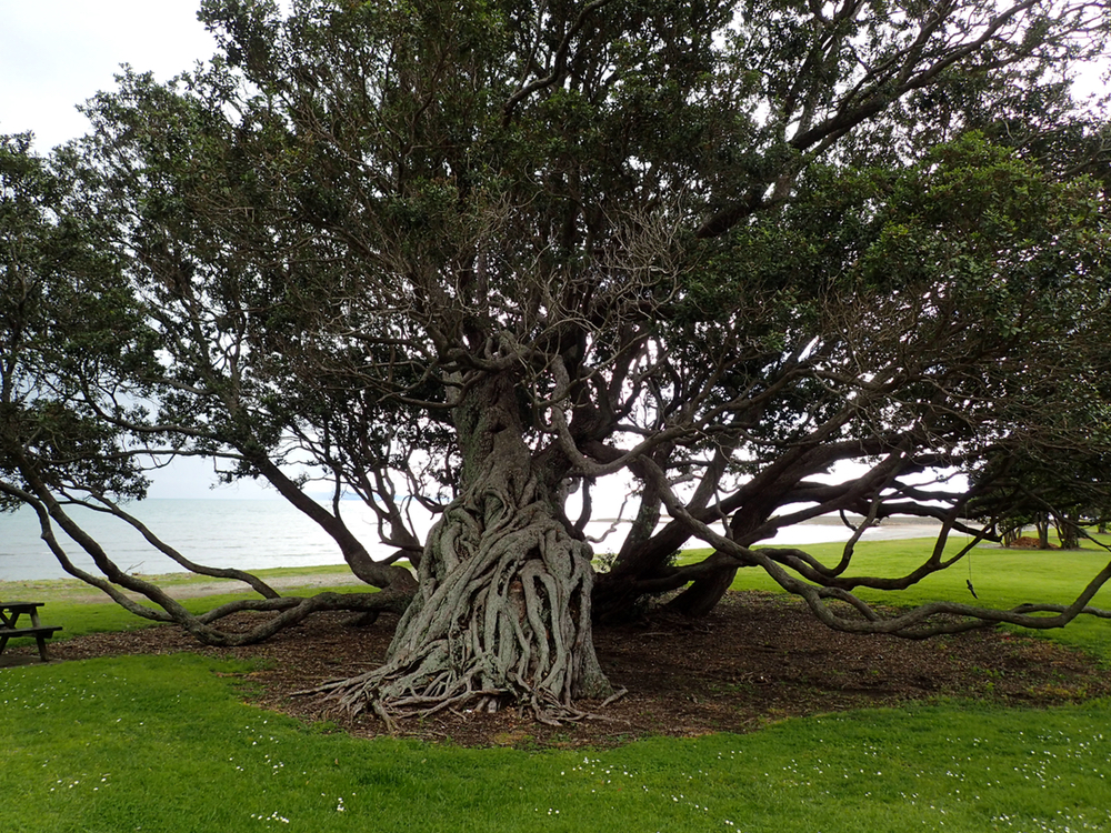 Big Tree