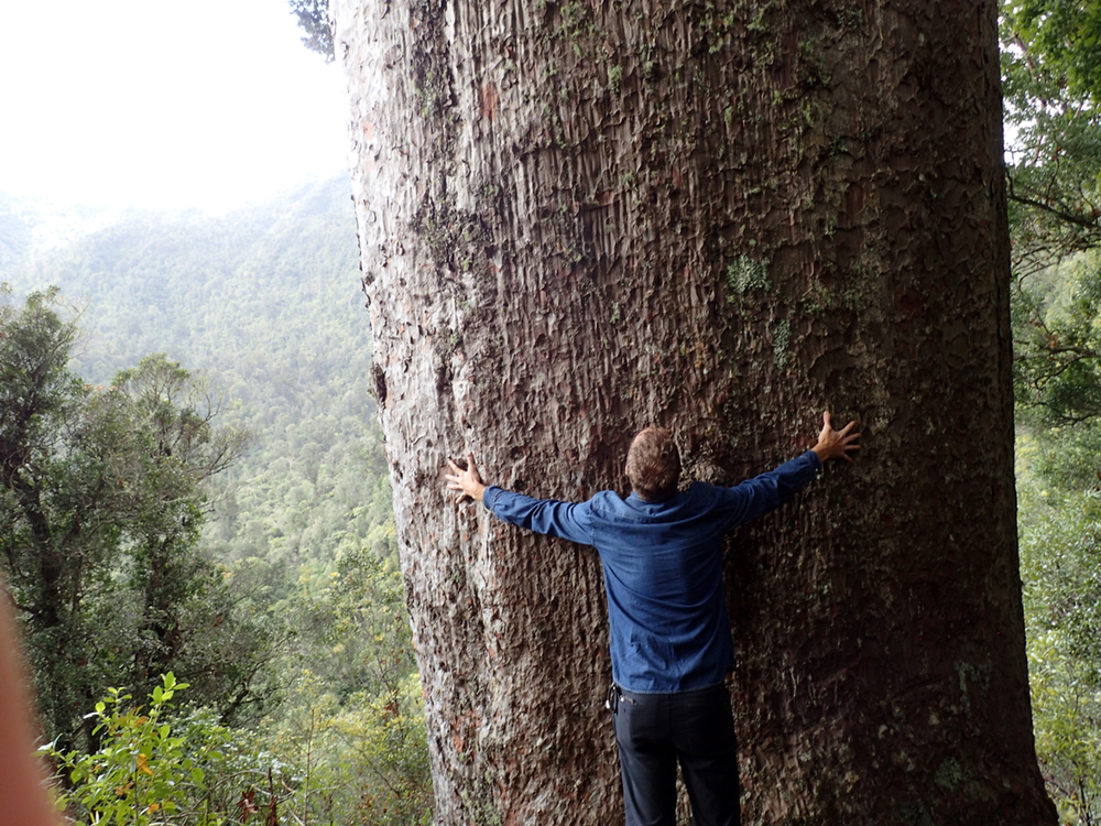 big tree.jpeg
