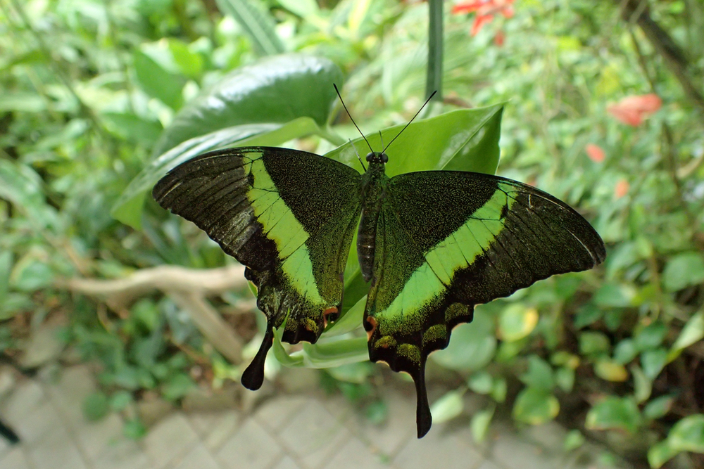green butterfly.jpeg